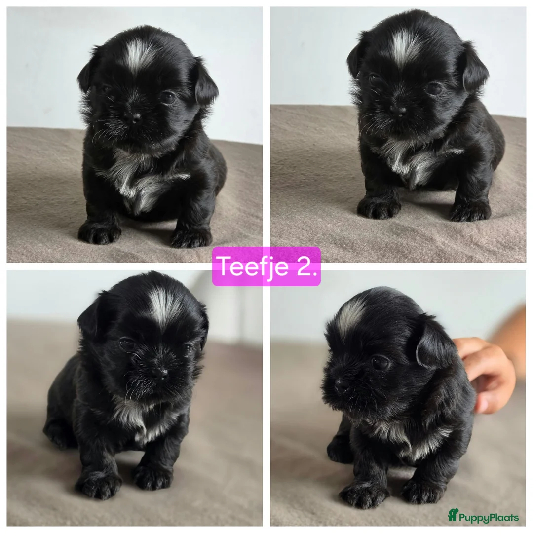 Shih Tzu honden te koop: Mooie lieve shih-tzu pups. - Advertentie 2