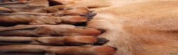 Rhodesian Ridgeback honden te koop: Rhodesian Ridgeback pups met stamboom  in Apeldoorn - Advertentie 16