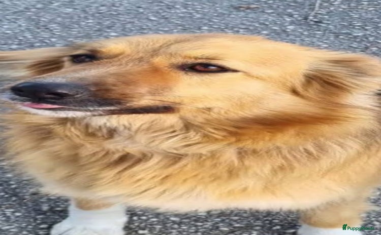 Kruising honden Nuvola zoekt baasje - Advertentie 14