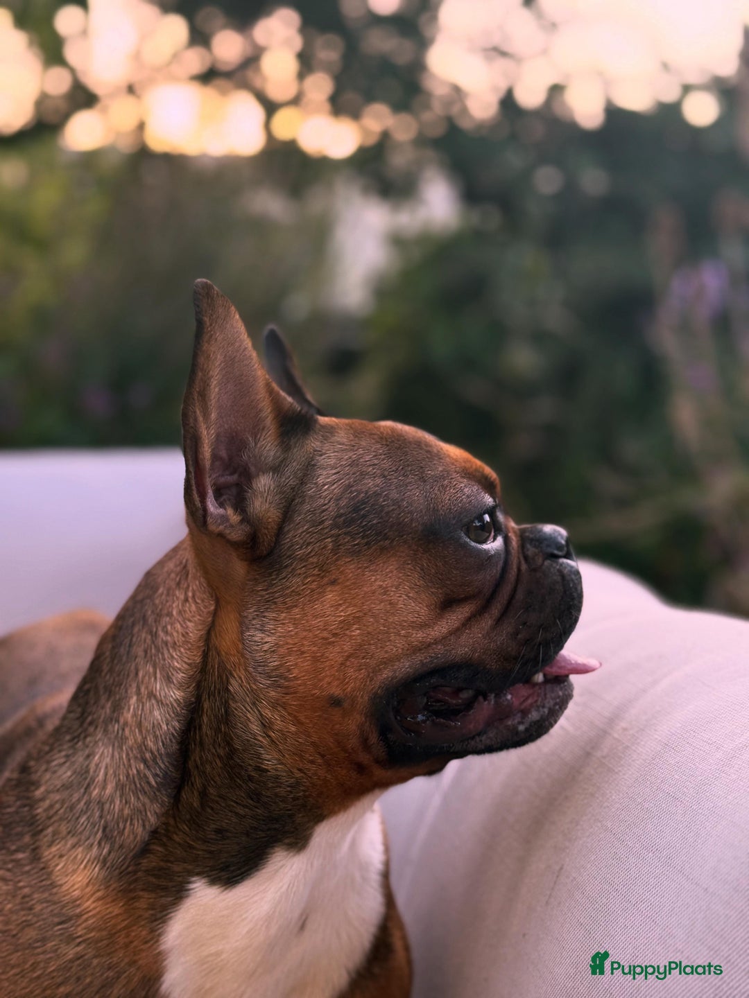 Franse Bulldog honden te koop: Franse bulldog raszuiver FCI (uitgebreid getest)  - Advertentie 7