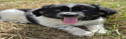 Kruising honden te koop: Friese Stabij/Border CollieXFriese Stabij reutjes - Advertentie 12