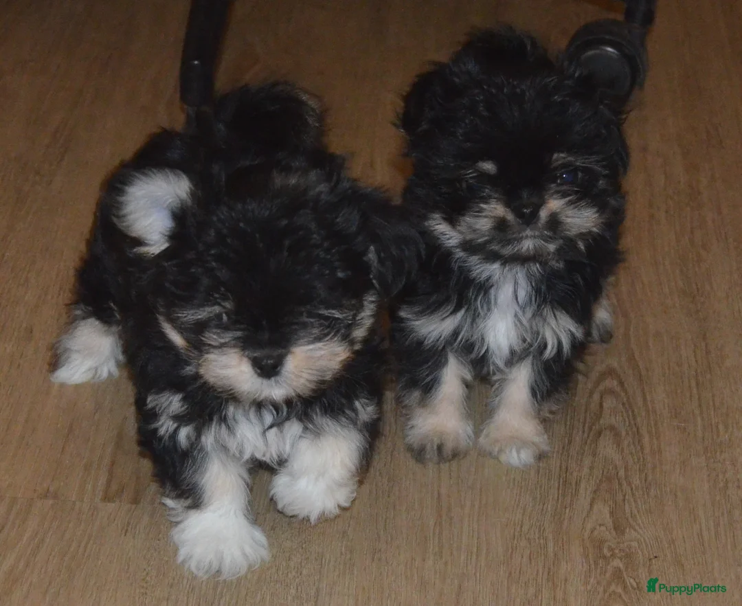 Kruising honden te koop: Mini Malchi / Mini Boomertje teefje Black & Tan  - Advertentie 4