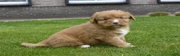 Nova Scotia Duck Tolling Retriever honden te koop: Nova Scotia Duck Tolling Retriever pups # Toller - Advertentie 12