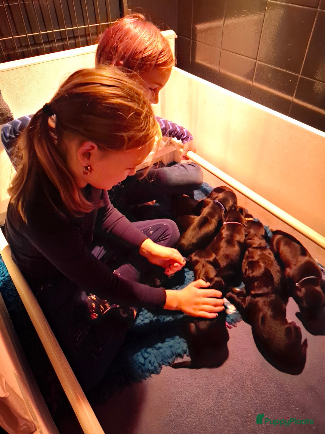 Kruising honden te koop: Duitse staande  x rhodesian ridgeback  - Advertentie 3