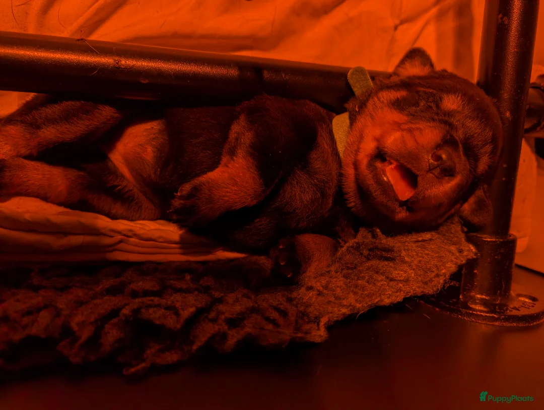 Galerij afbeelding {{count}}