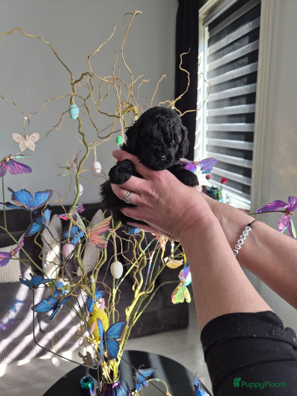 Poedel Toy honden Knappe choco/zwarte toy Reutje 💙 - Advertentie 1