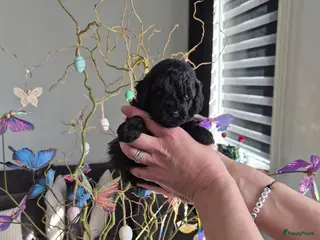 Poedel Toy honden Knappe choco/zwarte toy Reutje 💙 - Advertentie 1