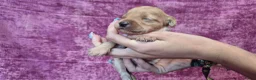 Cockapoo honden te koop: Cockapoo pupjes kleine maat - Advertentie 20