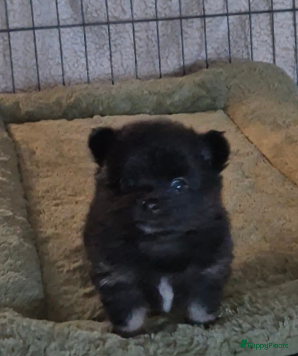 Pomchi honden Knappe reu - Advertentie 1