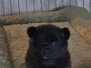 Pomchi honden Knappe reu - Advertentie 1