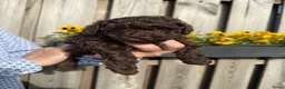Dwergpoedel honden te koop: Prachtige choco dwergpoedelpups, geteste ouders! - Advertentie 4