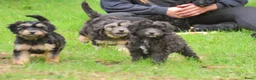 Kruising honden te koop: 6 (nog5!) Prachtige york/shihtzu x poedel pups - Advertentie 3
