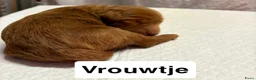 Goldendoodle honden te koop: Goldendoodles F1B - Advertentie 17