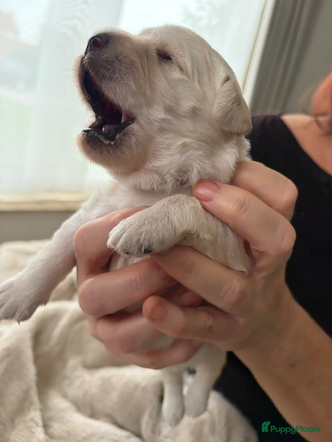 Labradoodle honden te koop: Laatste labradoodle teefje  - Advertentie 2