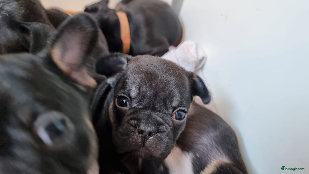 Franse Bulldog honden te koop: Fr bulldog puppy's uit geteste ouders - Advertentie 39