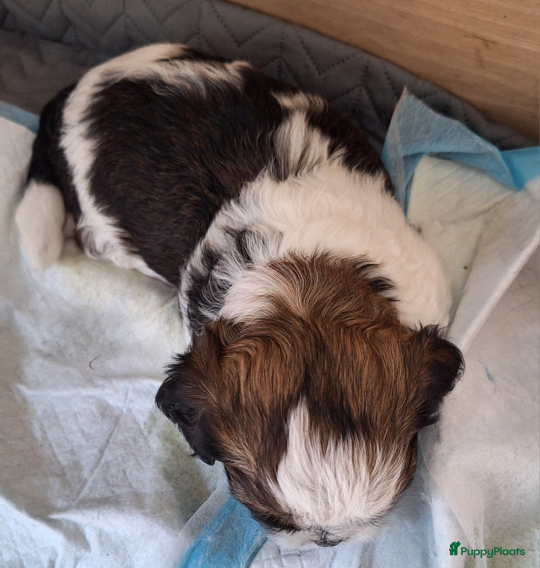 Lhasa Apso honden te koop: Wij zijn Lhasa-apso-boemwrtjes - Afbeelding 4