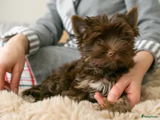Yorkshire Terriër honden Yorkshire Terrier puppy’s te koop - Advertentie 12