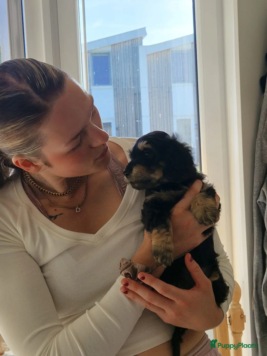 Kruising honden te koop: 🩷maltezer X dwergteckel💙 - Advertentie 9