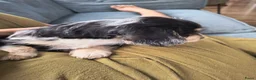 Kruising honden te koop: Prachtige pup teckel x maltezer - Advertentie 2