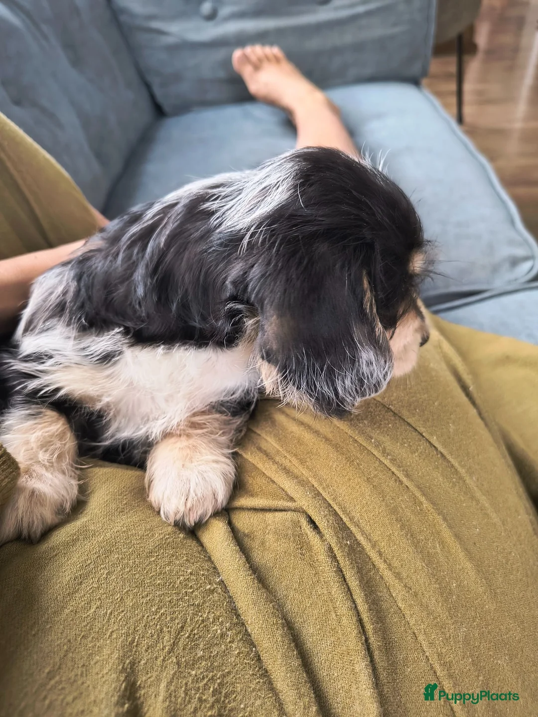 Kruising honden te koop: Prachtige pup teckel x maltezer - Advertentie 2