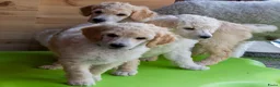 Labradoodle honden te koop: Poedel outcross pups | DNA-geteste ouderdieren - Advertentie 4