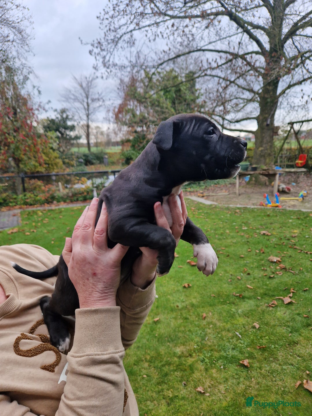 American Staffordshire Terriër honden te koop: mooie stafford pups - Advertentie 10
