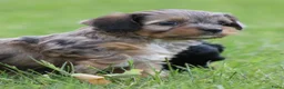 Kruising honden te koop: Boompoo pups - Advertentie 7