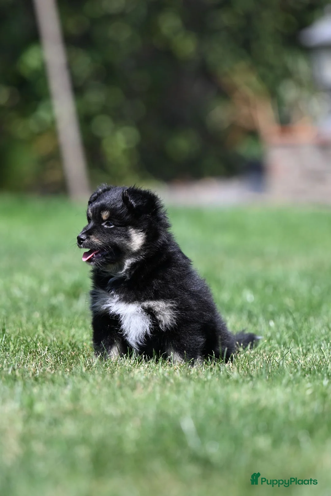 Kruising honden te koop: Eerste familiale nestje Poshie pups - Advertentie 10