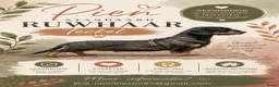 Ruwhaar Teckel honden te koop: Mooie gezonde standaard ruwhaar pups in Apeldoorn - Advertentie 1