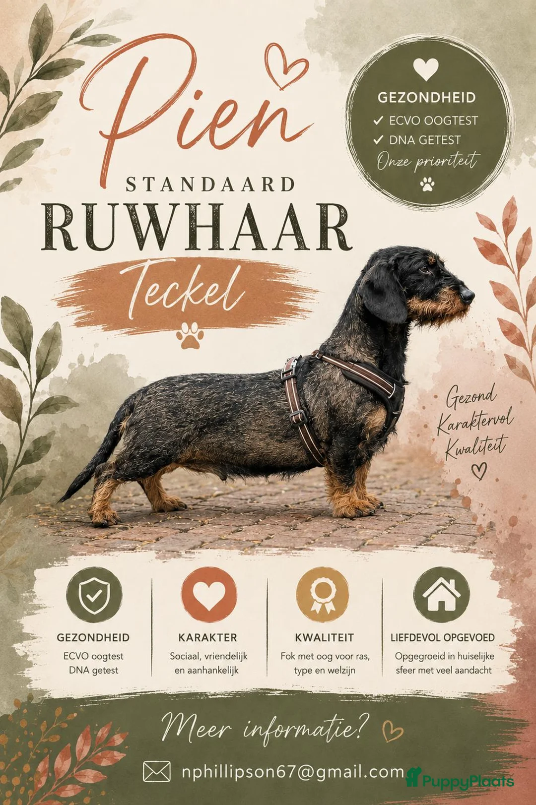 Ruwhaar Teckel honden te koop: Mooie gezonde standaard ruwhaar pups in Apeldoorn - Advertentie 1