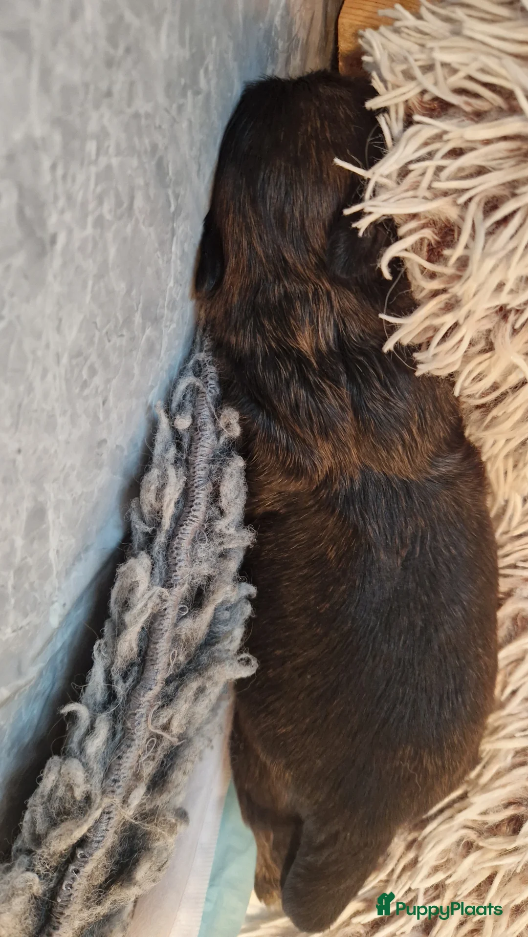 Shih Tzu honden te koop: Mooie shih tzu pups - Advertentie 3