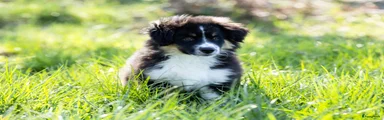 Australian Shepherd Puppy 2