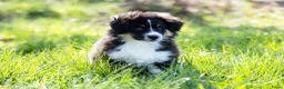 Australian Shepherd honden te koop: Miniature australian shepherd puppy’s MAS in Hellendoorn - Advertentie 4
