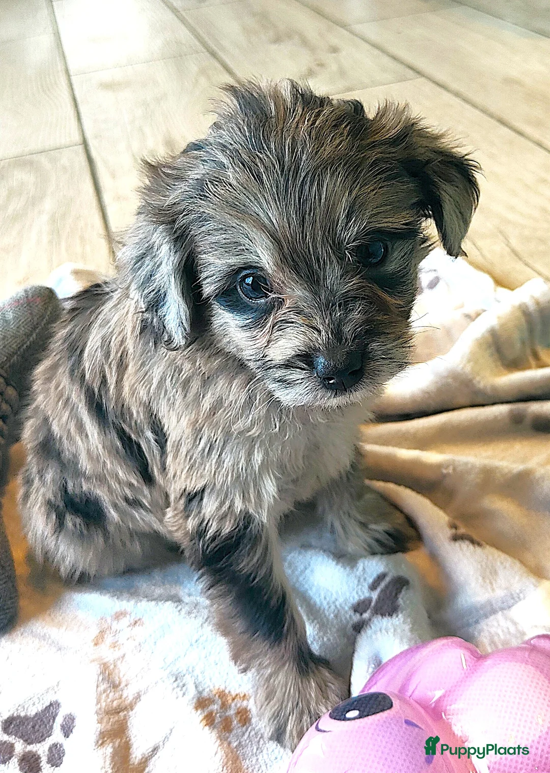 Kruising honden te koop: speelse boomer pups beide ouders aanwezig - Advertentie 8