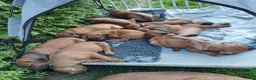 Rhodesian Ridgeback honden te koop: Rhodesian Ridgeback pups met stamboom  in Apeldoorn - Advertentie 5