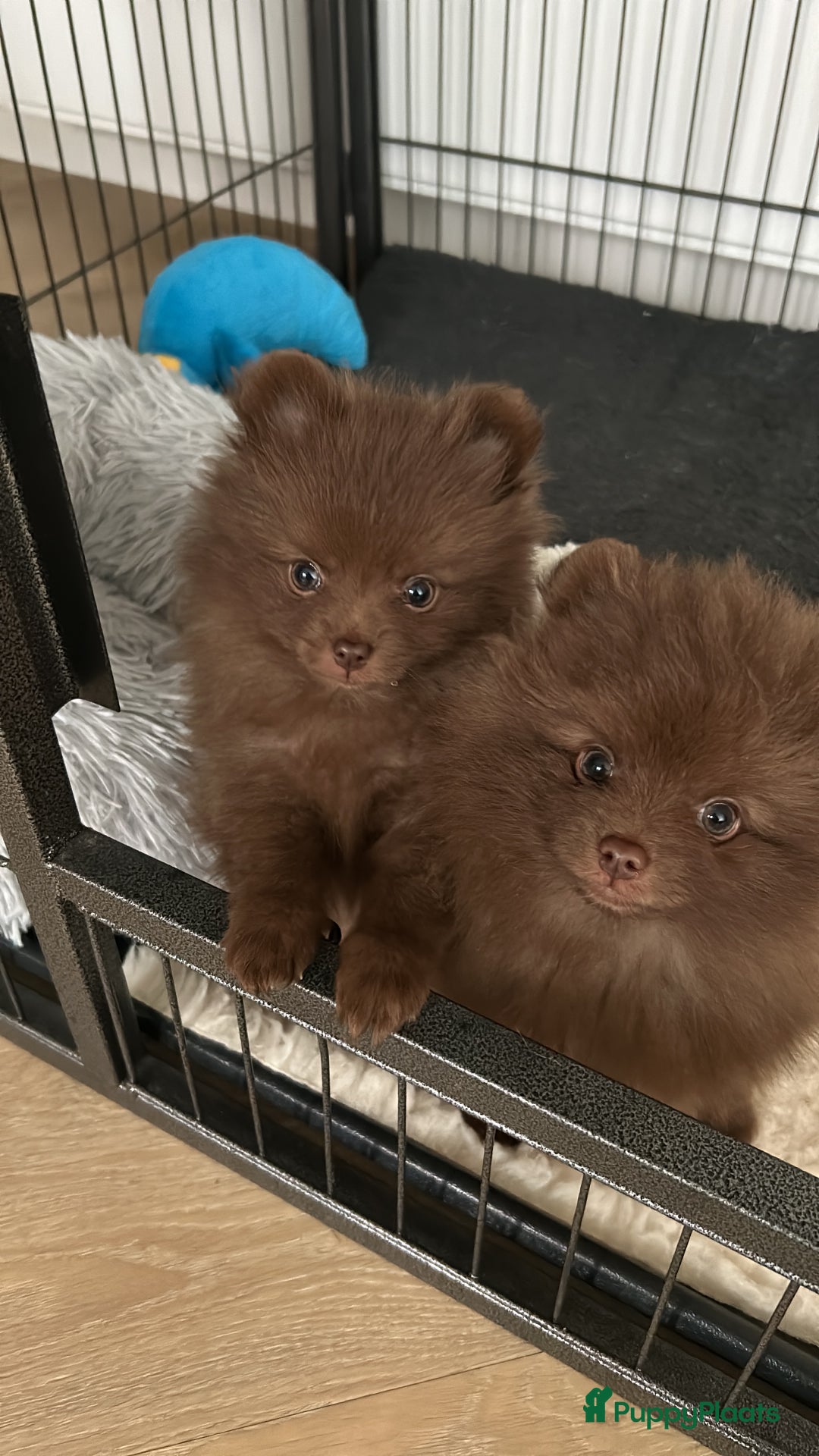 Pomeriaan honden te koop: 🐶 Choco Pomeranian Teefje  - Advertentie 2