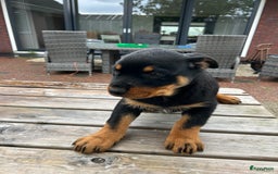 Rottweiler honden te koop: Rottweiler puppy met stamboom in IJsselmuiden - Afbeelding 8