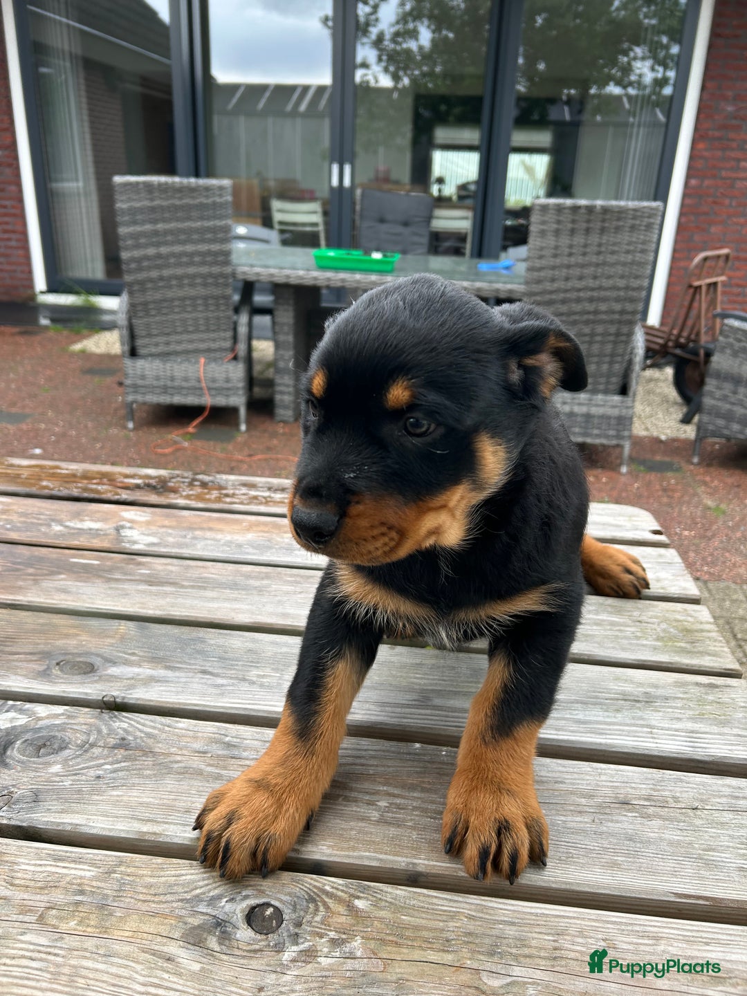 Rottweiler honden te koop: Rottweiler puppy met stamboom in IJsselmuiden - Afbeelding 8