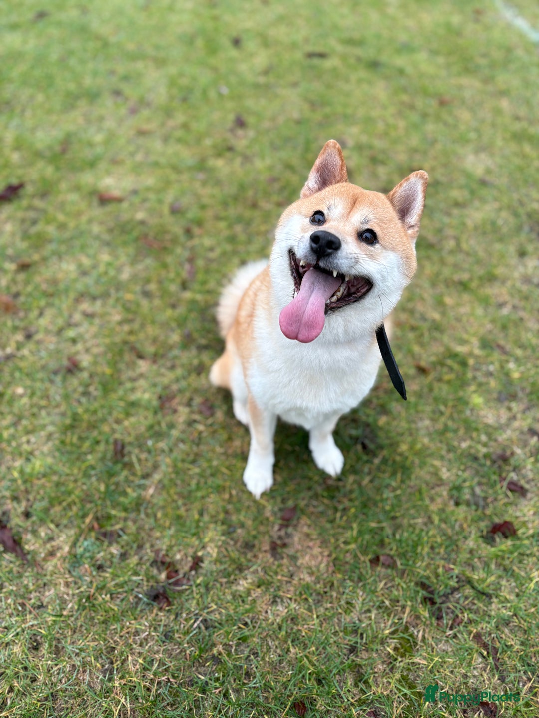 Shiba honden ter dekking: Dek reu Shiba Inu - Advertentie 2