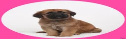 Kruising honden te koop: 9 pups Oudduitse herder x Golden retriever in Oosterbeek - Advertentie 9