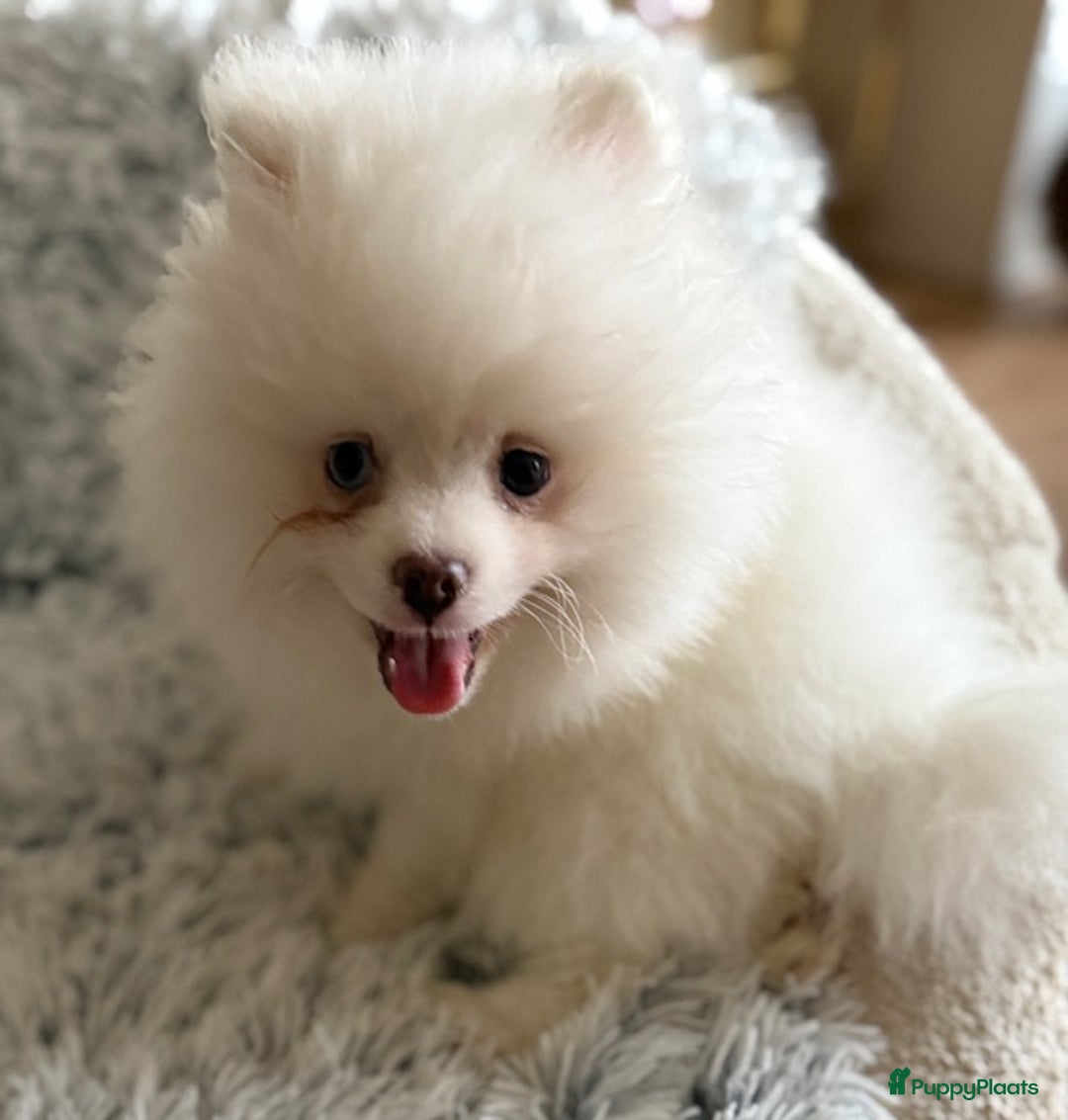 Pomeriaan honden te koop: Prachtig wit pomeriaan pupje, reu  - Advertentie 7