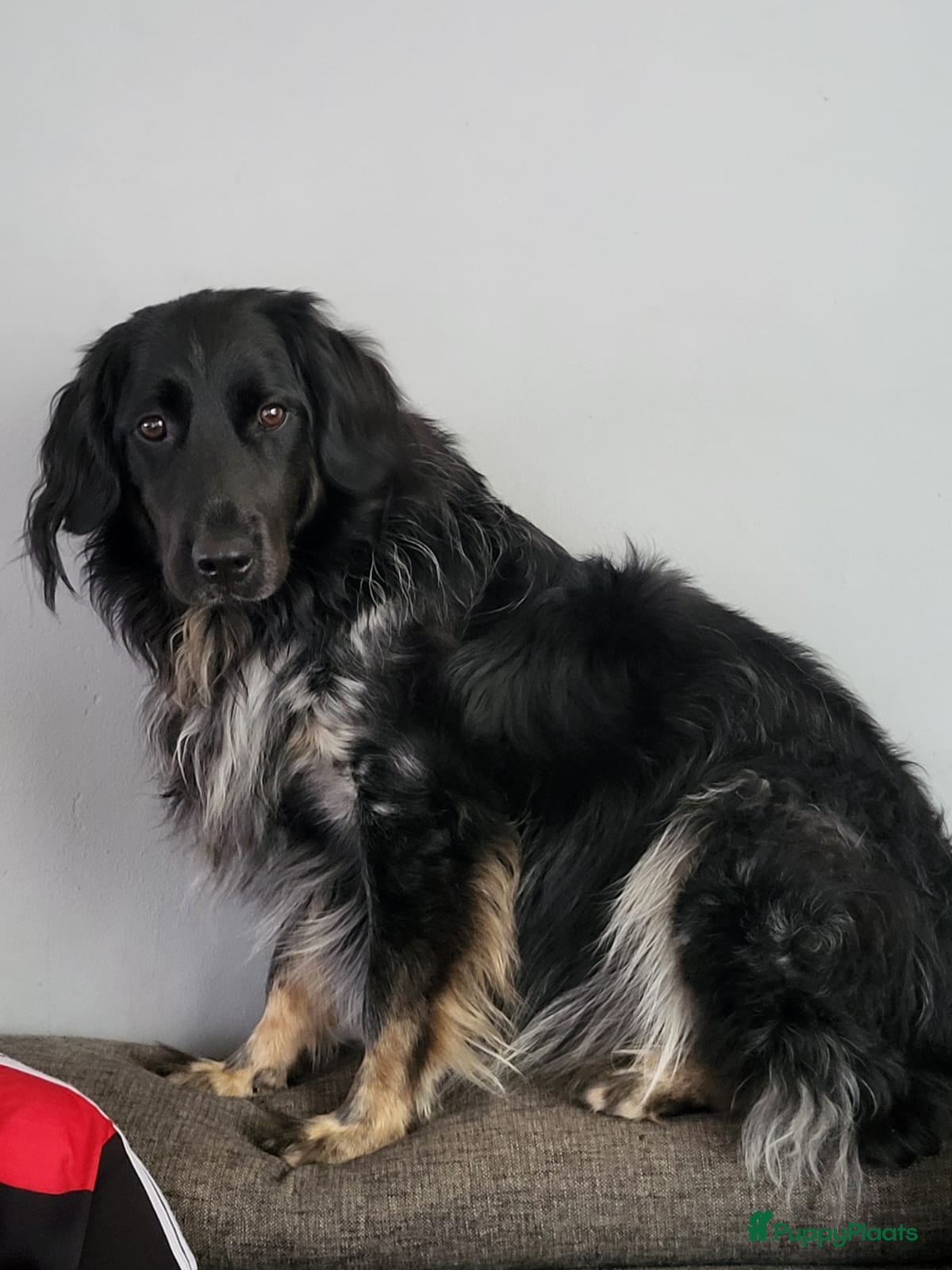 Friese Stabij honden Gouden mandje gezocht voor onze Jax in Dordrecht - Advertentie 1