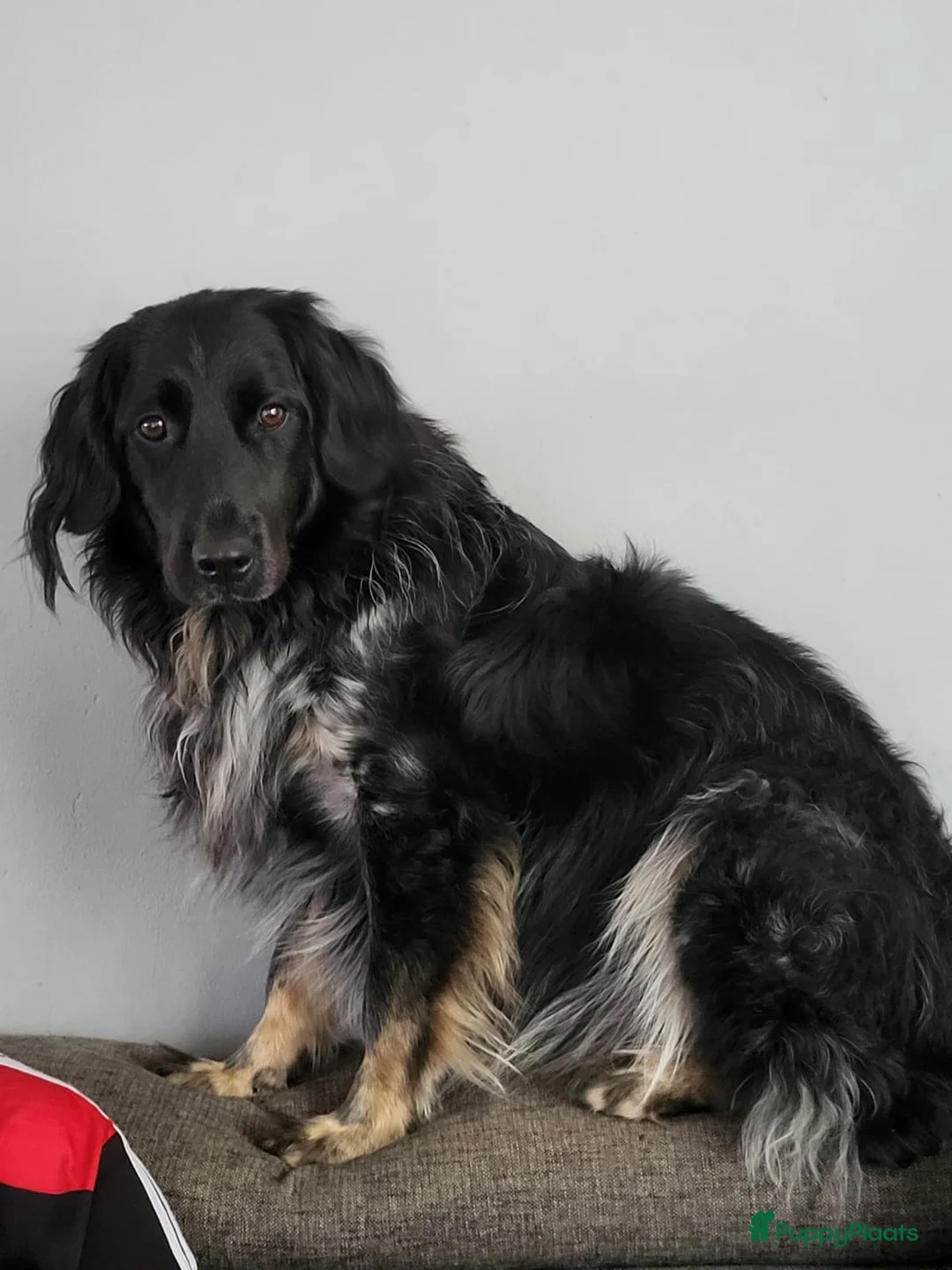 Friese Stabij honden ter adoptie: Gouden mandje gezocht voor onze Jax in Dordrecht - Advertentie 1