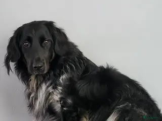 Friese Stabij honden Gouden mandje gezocht voor onze Jax - Advertentie 5