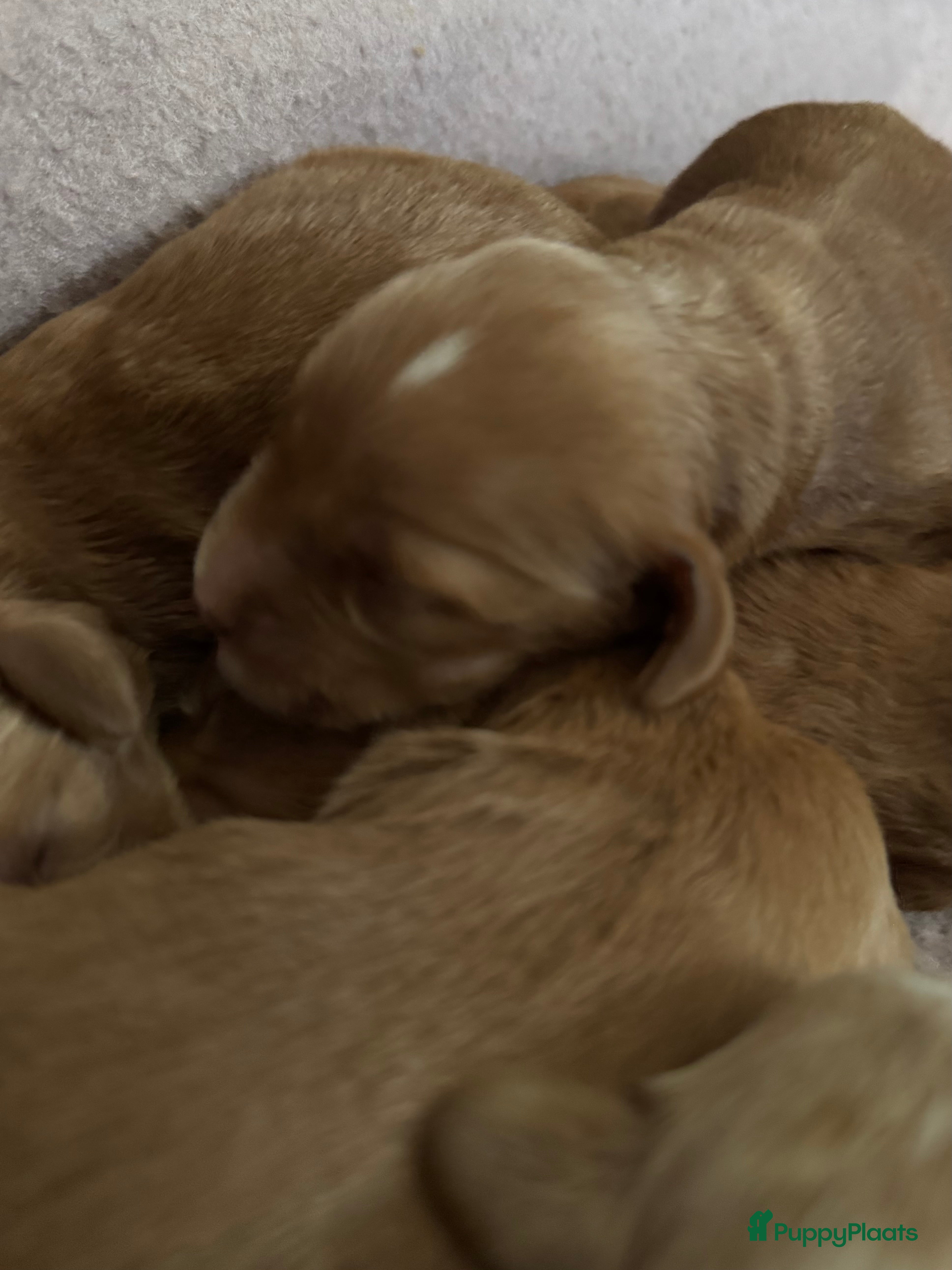 Australian Labradoodle honden Australian labradoodle pups met afstammingsbewijs! - Advertentie 2