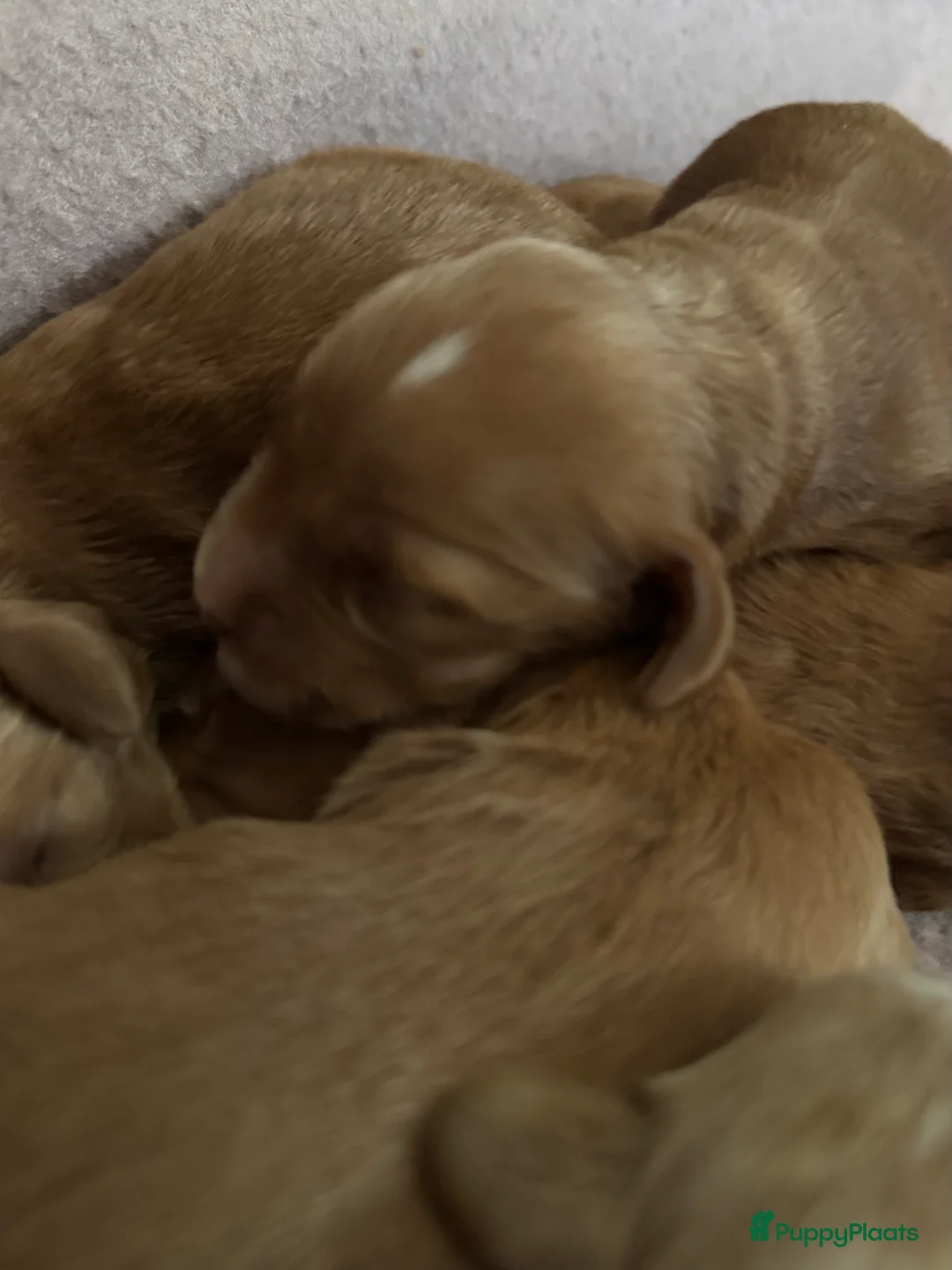 Australian Labradoodle honden te koop: Australian labradoodle pups met afstammingsbewijs! - Advertentie 2