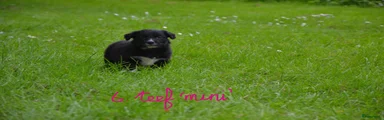 Kruising Puppy 6