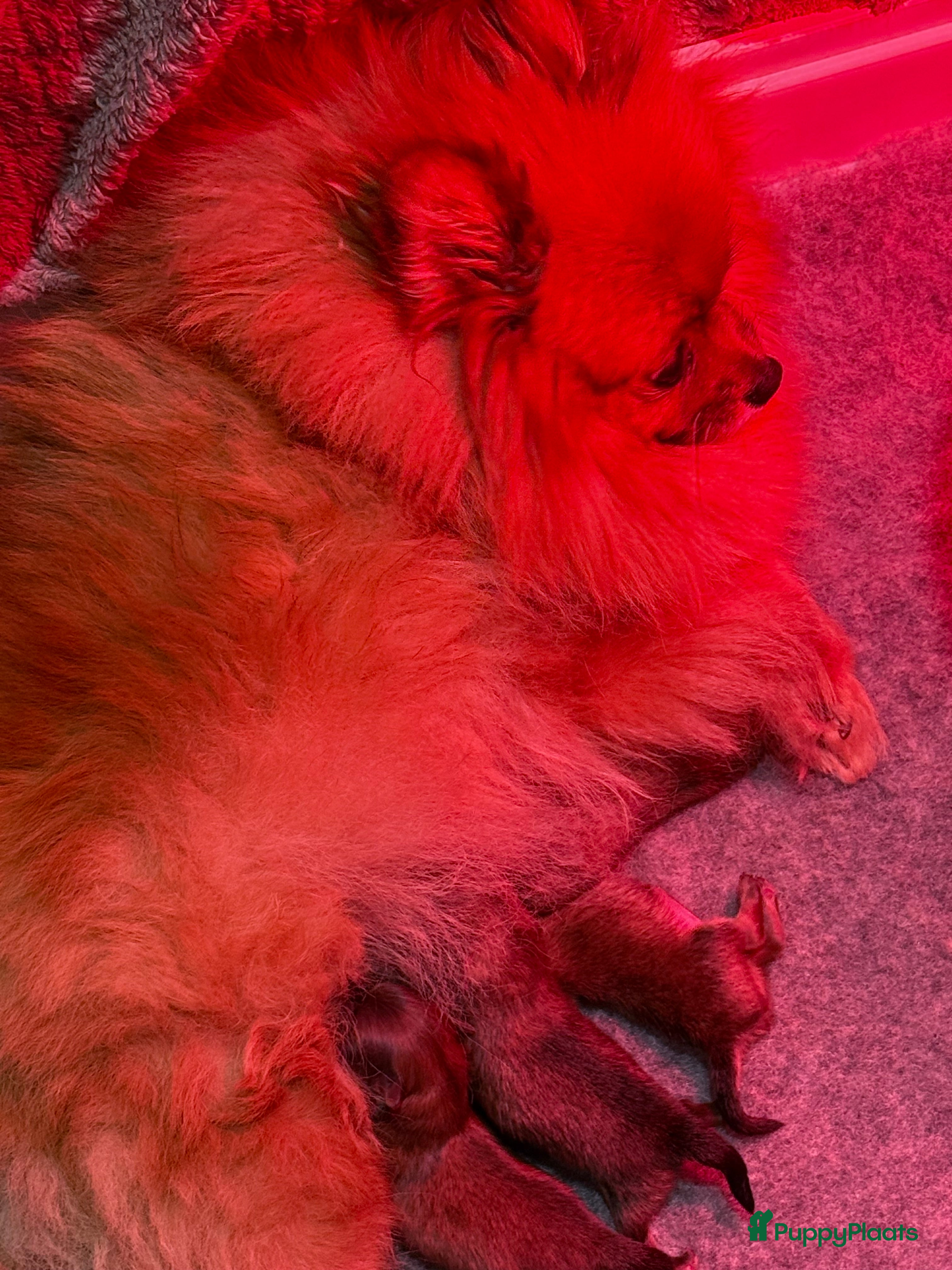 Pomeriaan honden Prachtige Pomeriaan pups nl gefokt - Advertentie 2