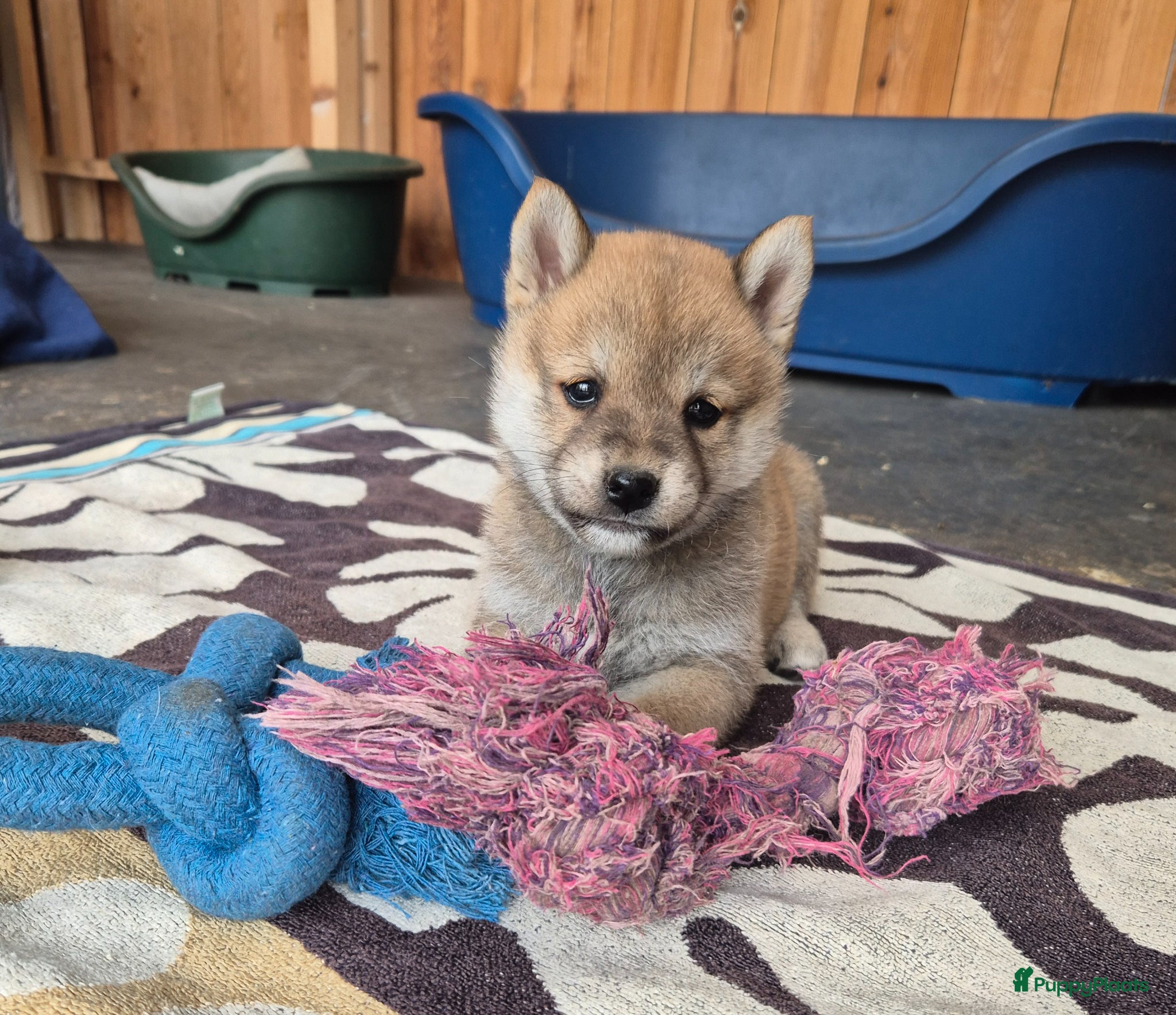Shiba honden Shiba inu pups (25% pomeriaan) - Advertentie 9