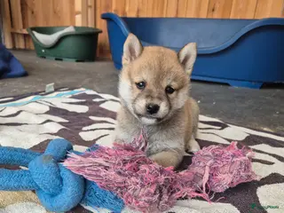 Shiba honden Shiba inu pups (25% pomeriaan) - Advertentie 9